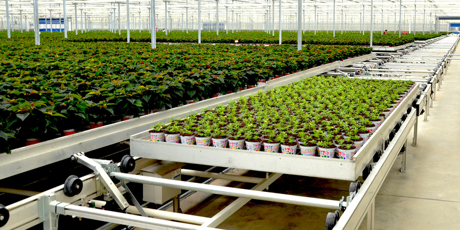 High capacity Automatic Transport Lines help growers avoid logistical bottlenecks during production peaks!