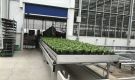HOVE-International-Bayview-Flowers-2017-Greenhouse-bench-system-1