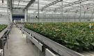 HOVE-International-Bayview-Flowers-2017-Greenhouse-bench-system-13