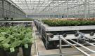 HOVE-International-Bayview-Flowers-2017-Greenhouse-bench-system-14