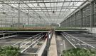 HOVE-International-Bayview-Flowers-2017-Greenhouse-bench-system-18