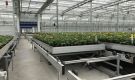 HOVE-International-Bayview-Flowers-2017-Greenhouse-bench-system-21