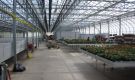 HOVE-International-Bayview-Flowers-2017-Greenhouse-bench-system-22