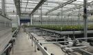 HOVE-International-Bayview-Flowers-2017-Greenhouse-bench-system-25