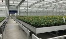 HOVE-International-Bayview-Flowers-2017-Greenhouse-bench-system-32