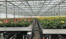 HOVE-International-Bayview-Flowers-2017-Greenhouse-bench-system-34