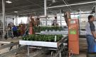 HOVE-International-Bayview-Flowers-2017-Greenhouse-bench-system-4