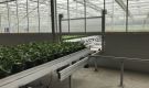 HOVE-International-Bayview-Flowers-2017-Greenhouse-bench-system-42