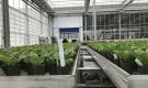 HOVE-International-Bayview-Flowers-2017-Greenhouse-bench-system-5