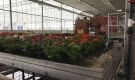 HOVE-International-Bayview-Flowers-2017-Greenhouse-bench-system-8