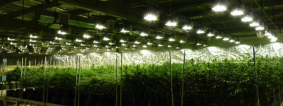 Cannabis-Growing-system-Hove3